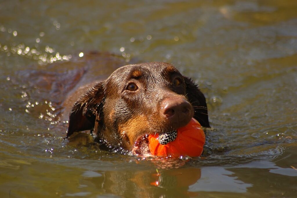 dog, ball, to swim-4537496.jpg